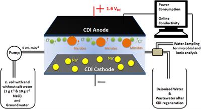 Disinfection of Bacteria in Water by Capacitive Deionization